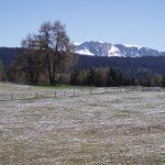 Krokusblühte